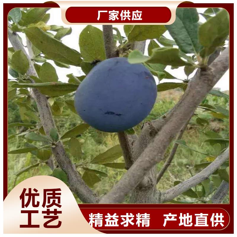 女神李子樹怎么賣批發零售