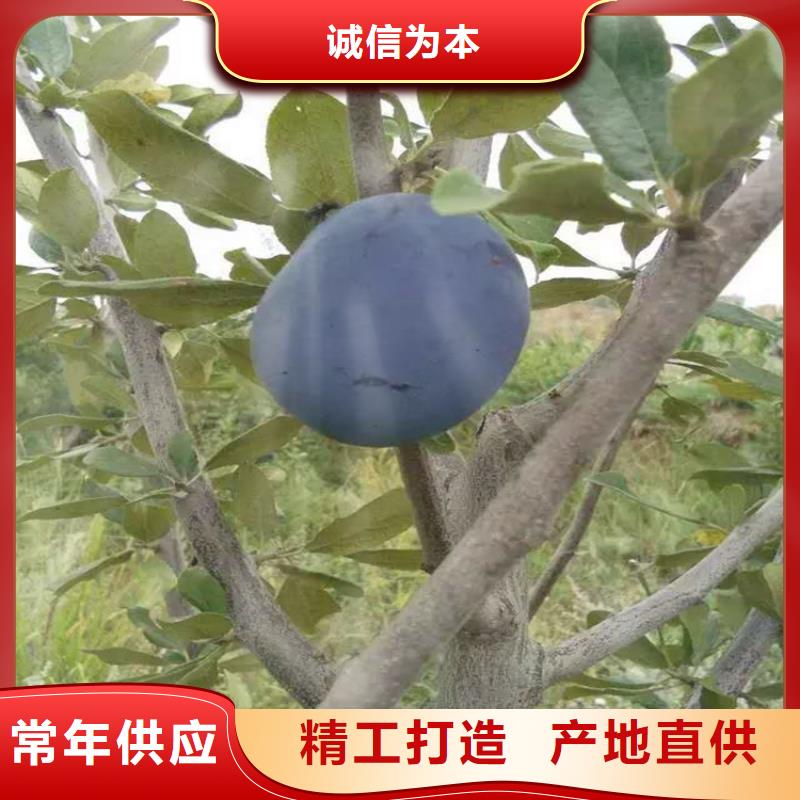 李子櫻桃苗質量可靠
