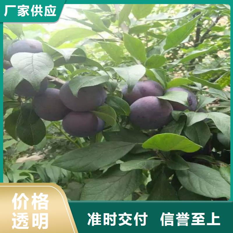 李子櫻桃苗嚴選好貨