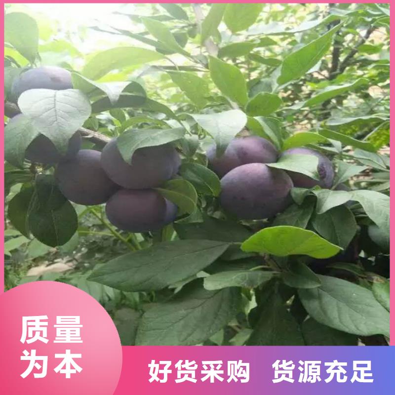 西梅李子苗批發零售