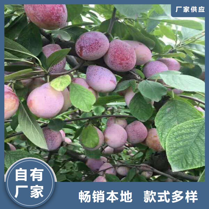 李子北美冬青專業(yè)生產(chǎn)制造廠