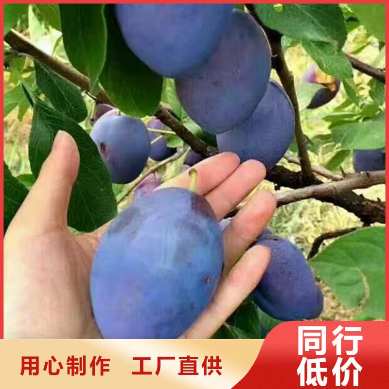 李子苗嫁接方法及時(shí)間