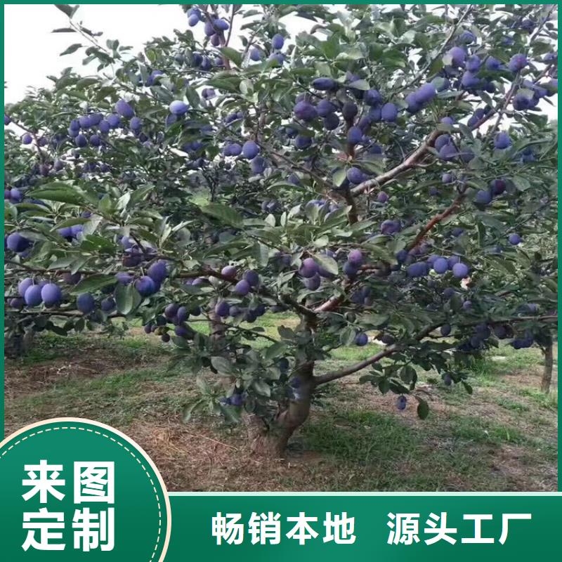 李子櫻桃苗嚴選好貨