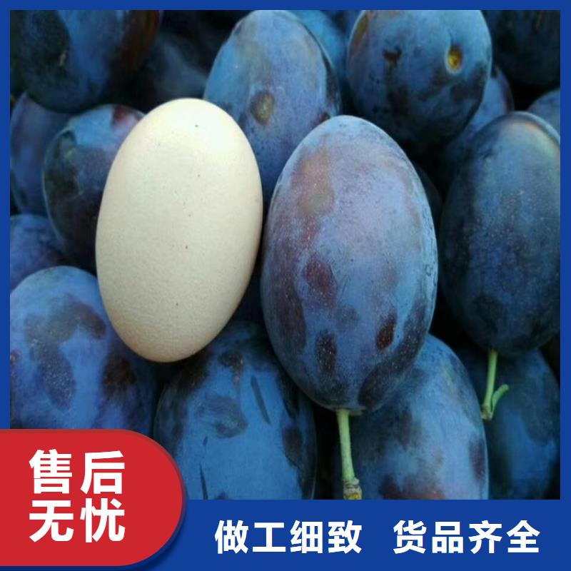 李子苗嫁接方法及時(shí)間