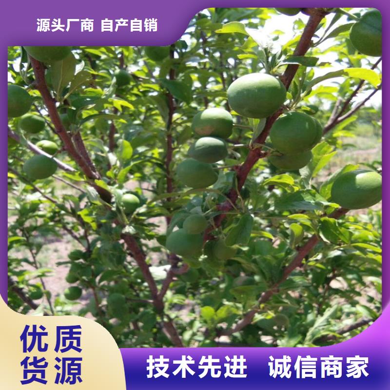 李子樱桃苗实力商家供货稳定