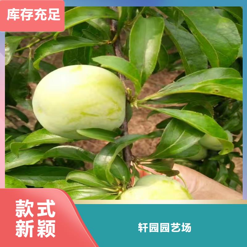【李子】藍(lán)莓苗實力大廠家