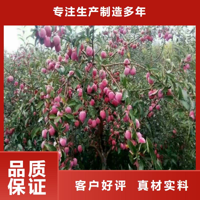 石榴树视频-石榴树_湖南省永州市市场覆盖道县|双牌|娄底|邵阳|郴州|湘西等