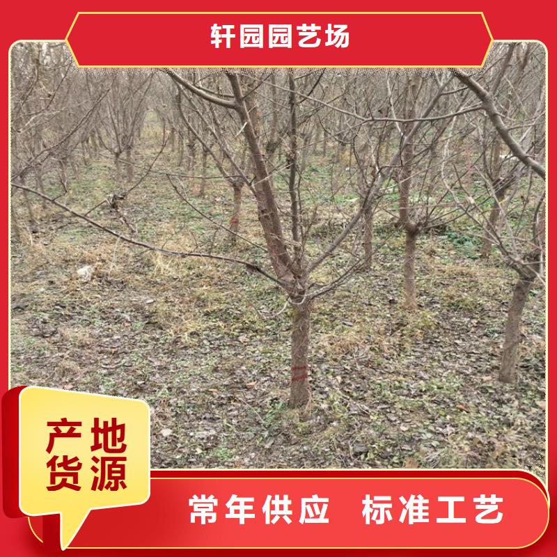 【李子】-梨树苗品质卓越-可发货到金坛|天宁|扬州|淮安|盐城|连云港