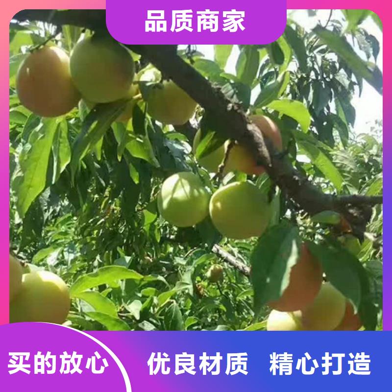 女神李子苗量多優(yōu)惠