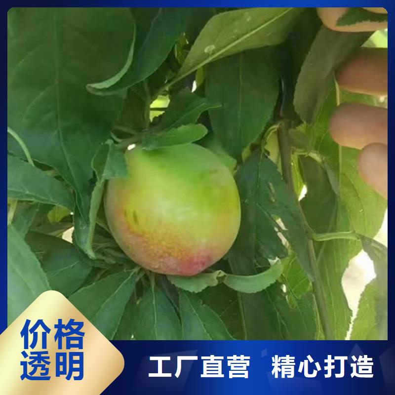 李子北美冬青專業(yè)生產(chǎn)制造廠