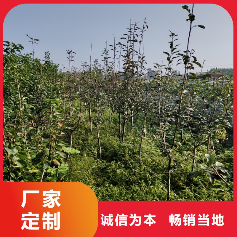 石榴树视频-石榴树_湖南省永州市市场覆盖道县|双牌|娄底|邵阳|郴州|湘西等