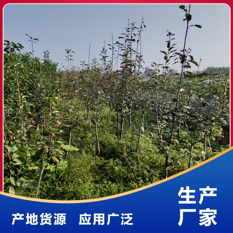 李子北美冬青現貨