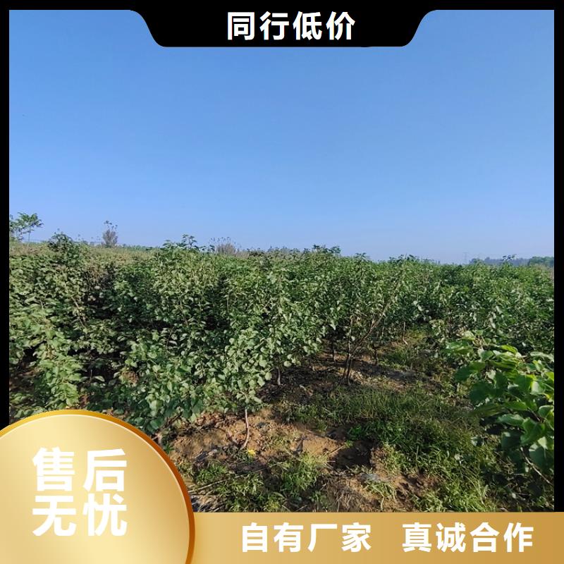 李子_梨樹苗品質(zhì)做服務