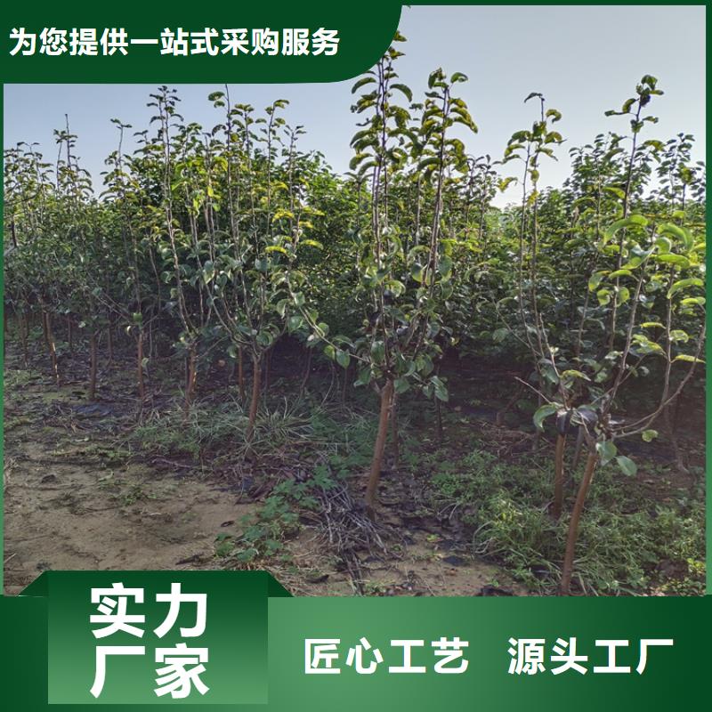 西梅李子苗批發零售
