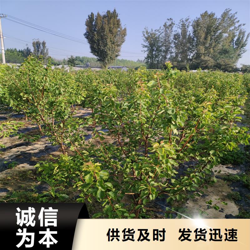 石榴树视频-石榴树_湖南省永州市市场覆盖道县|双牌|娄底|邵阳|郴州|湘西等