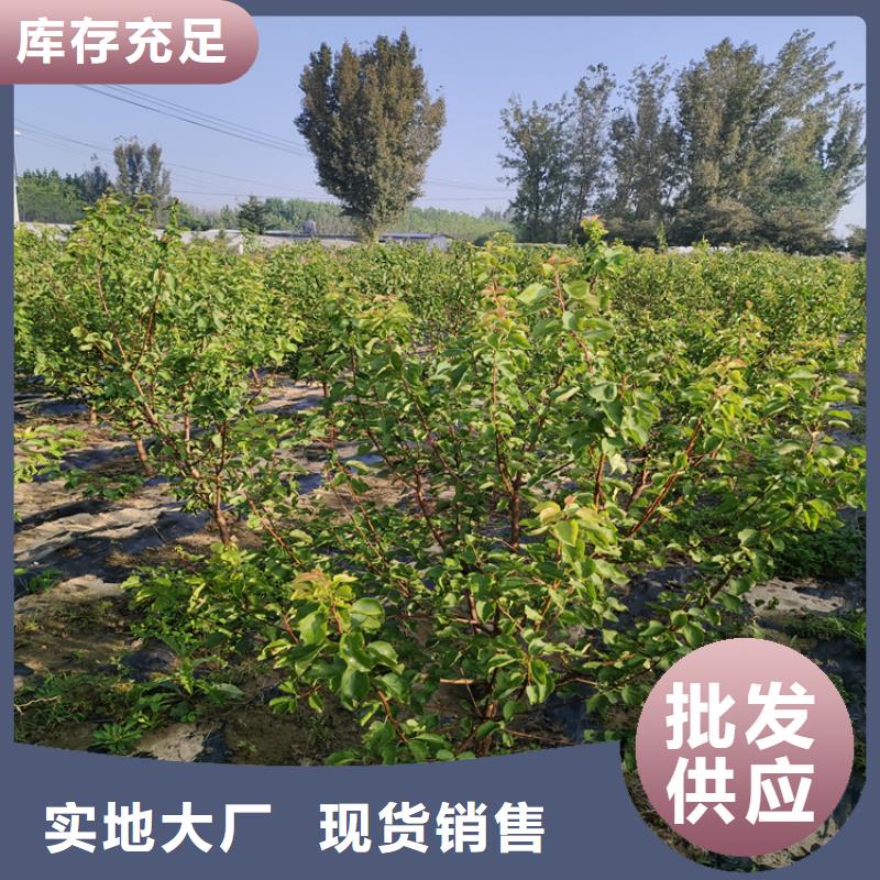 【李子】-梨树苗品质卓越-可发货到金坛|天宁|扬州|淮安|盐城|连云港