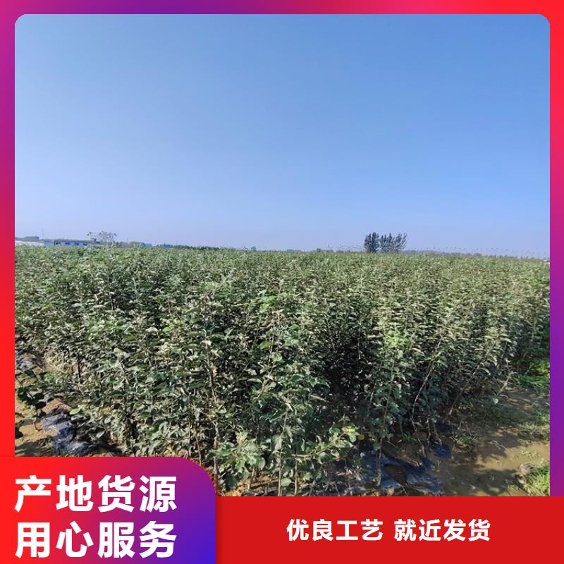 李子櫻桃苗質量可靠