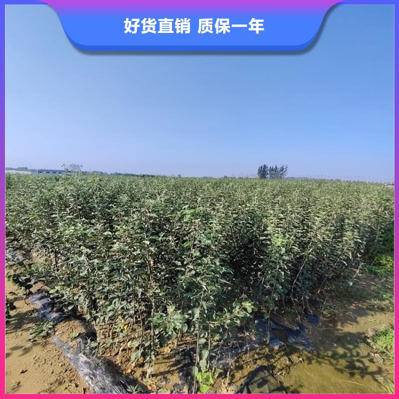 西梅李子苗批發零售