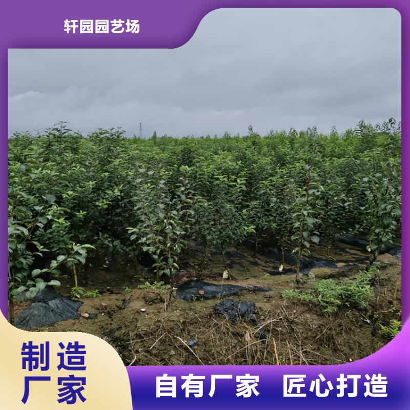 【李子蘋果苗研發生產銷售】