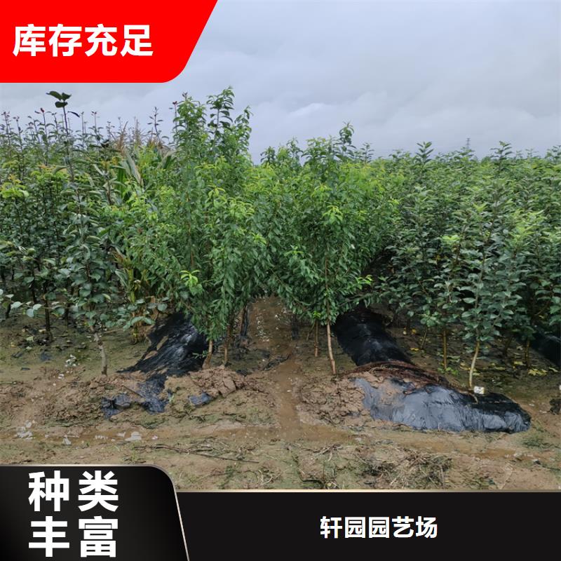 李子板栗苗自營品質(zhì)有保障
