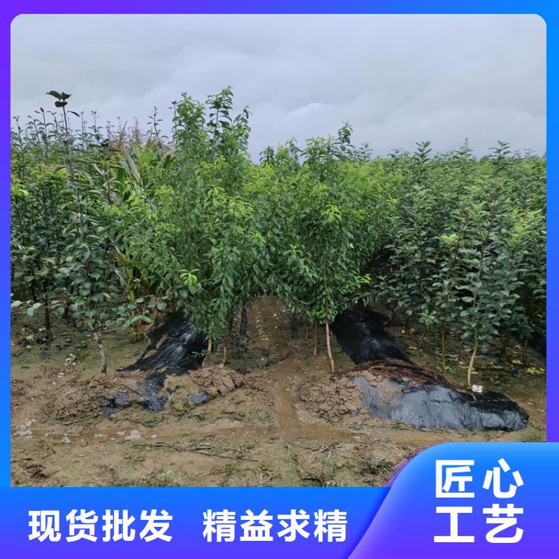 西梅李子苗批發零售