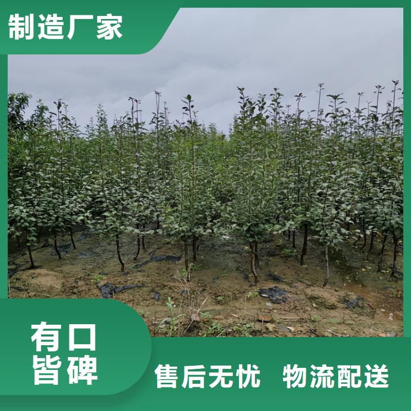 【李子】-梨树苗品质卓越-可发货到金坛|天宁|扬州|淮安|盐城|连云港