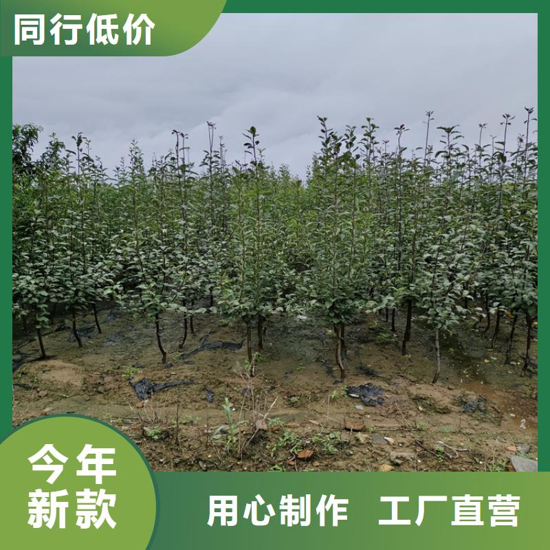 李子石榴樹可定制有保障
