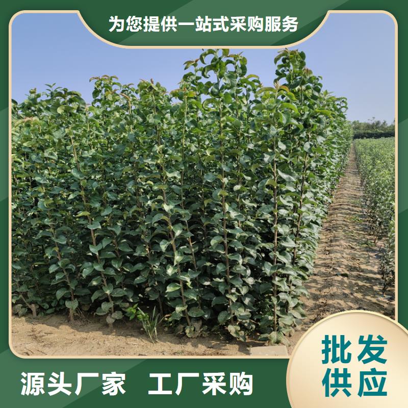 李子苗嫁接方法及時(shí)間