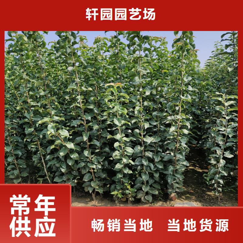 【李子】藍(lán)莓苗實力大廠家
