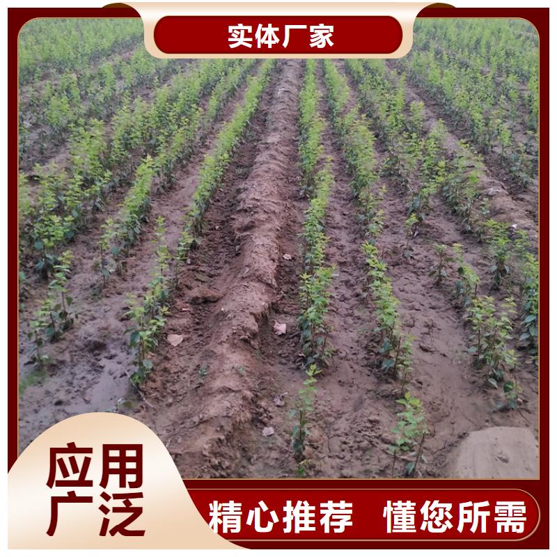 石榴树视频-石榴树_湖南省永州市市场覆盖道县|双牌|娄底|邵阳|郴州|湘西等