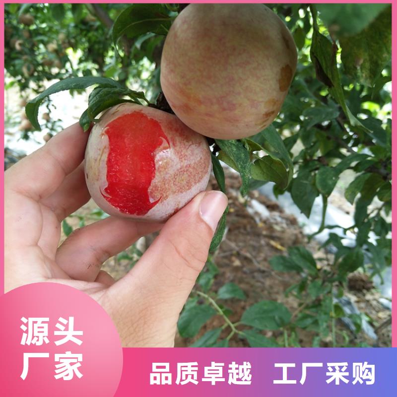 石榴树视频-石榴树_湖南省永州市市场覆盖道县|双牌|娄底|邵阳|郴州|湘西等