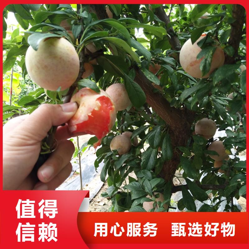 李子獼猴桃苗品質(zhì)值得信賴