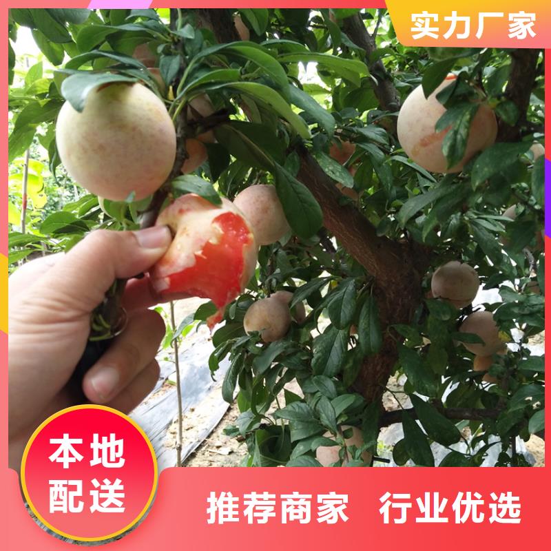石榴树视频-石榴树_湖南省永州市市场覆盖道县|双牌|娄底|邵阳|郴州|湘西等