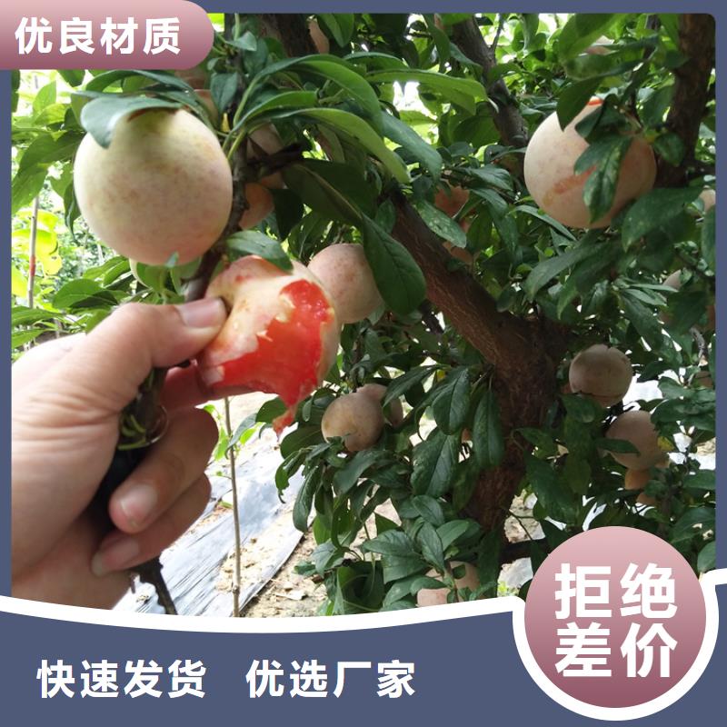 【李子】-梨树苗品质卓越-可发货到金坛|天宁|扬州|淮安|盐城|连云港