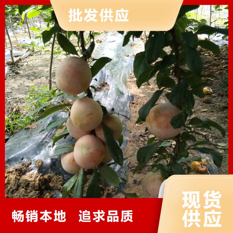 玫瑰李子苗采摘園/軒園園藝場