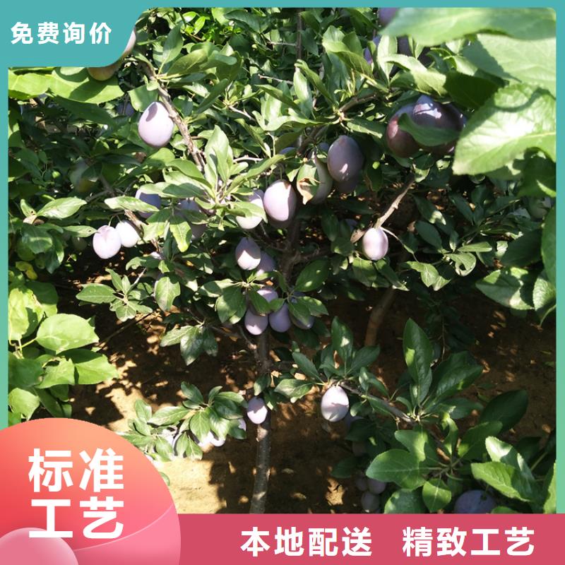 李子苗嫁接方法及時(shí)間