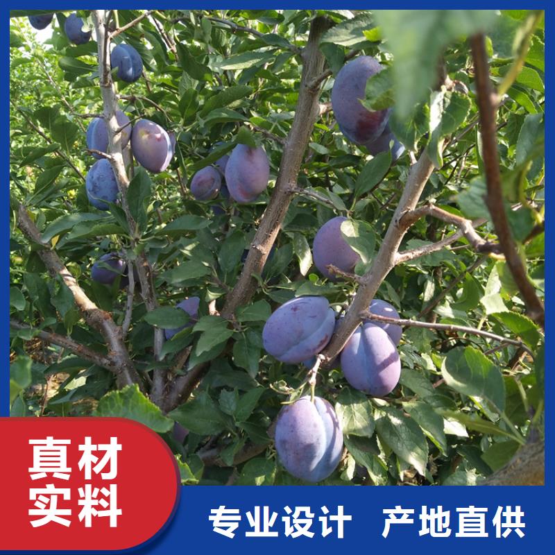 李子櫻桃苗嚴選好貨