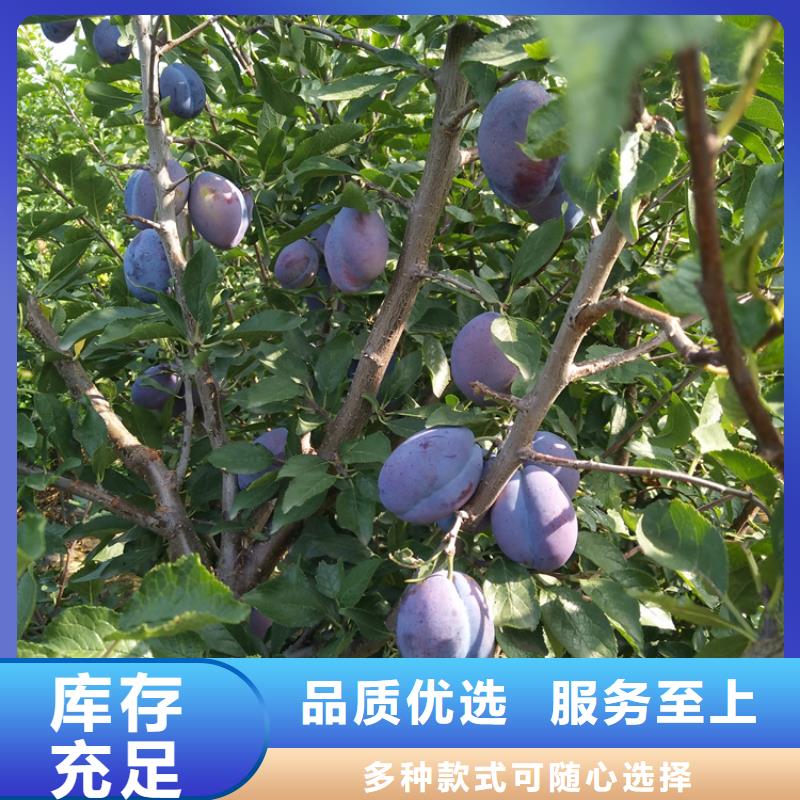 【李子】-梨树苗品质卓越-可发货到金坛|天宁|扬州|淮安|盐城|连云港
