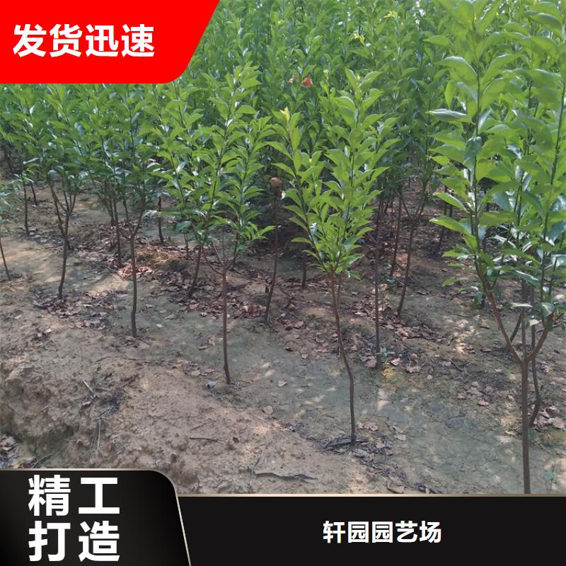 石榴树视频-石榴树_湖南省永州市市场覆盖道县|双牌|娄底|邵阳|郴州|湘西等