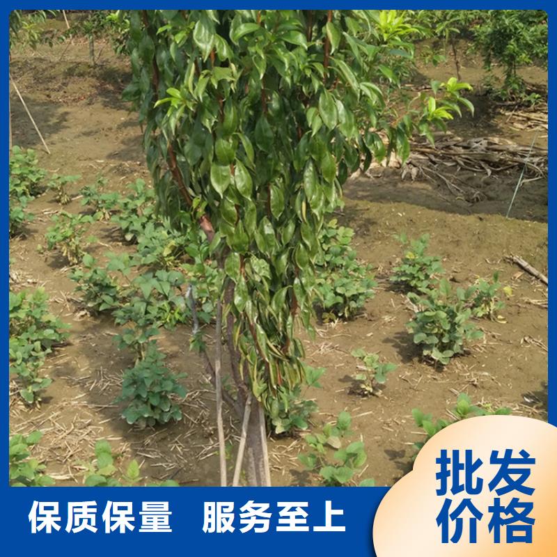 石榴树视频-石榴树_湖南省永州市市场覆盖道县|双牌|娄底|邵阳|郴州|湘西等