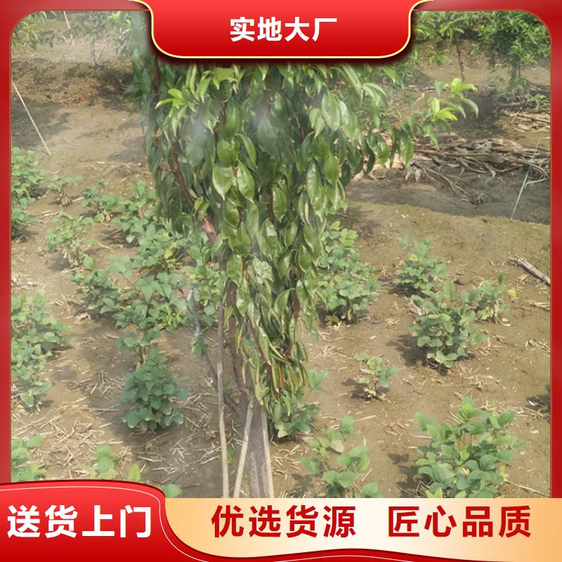 李子北美冬青現貨
