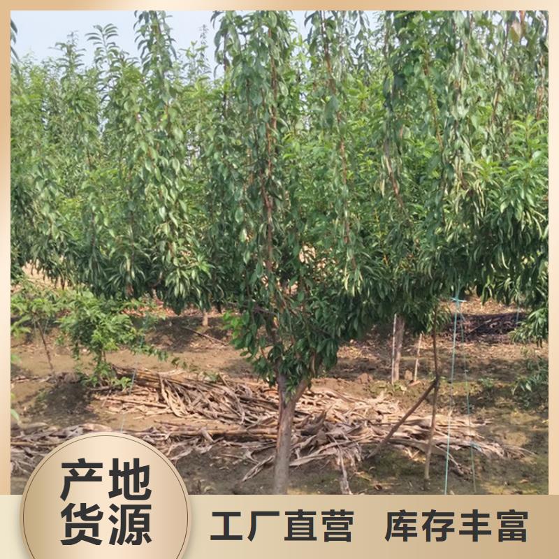 女神李子樹怎么賣批發零售