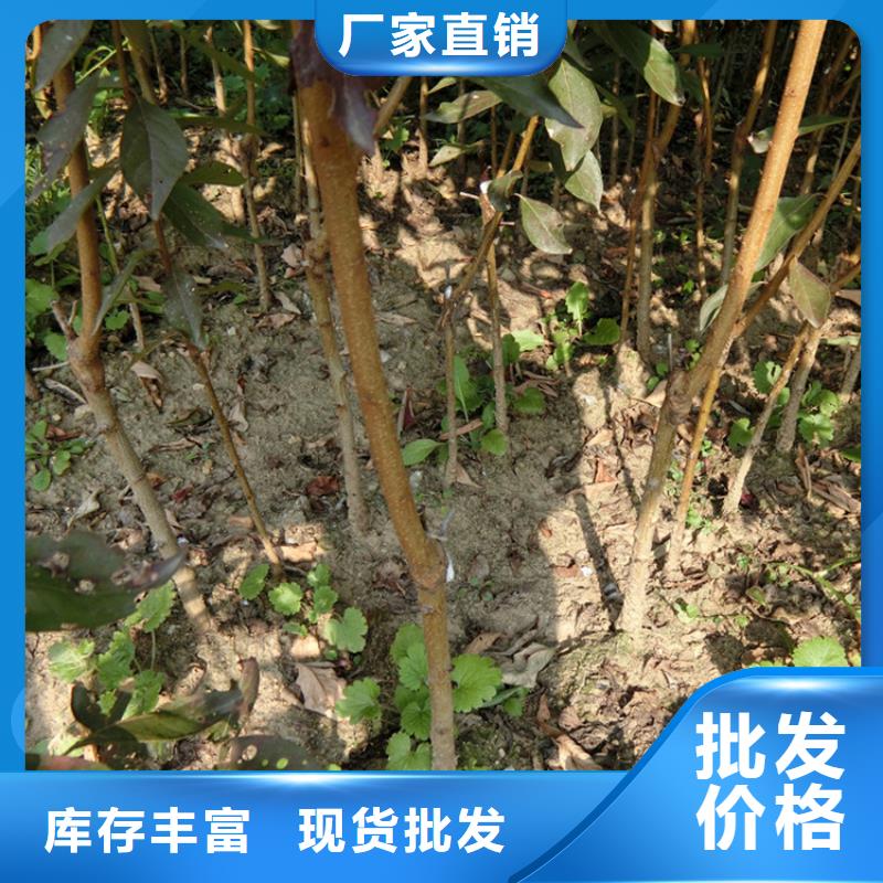 石榴树视频-石榴树_湖南省永州市市场覆盖道县|双牌|娄底|邵阳|郴州|湘西等