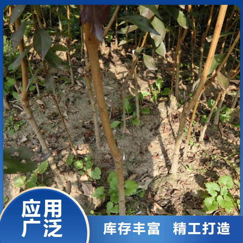 李子櫻桃苗質量可靠