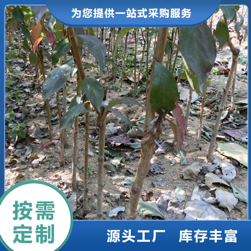 李子北美冬青專業(yè)生產(chǎn)制造廠