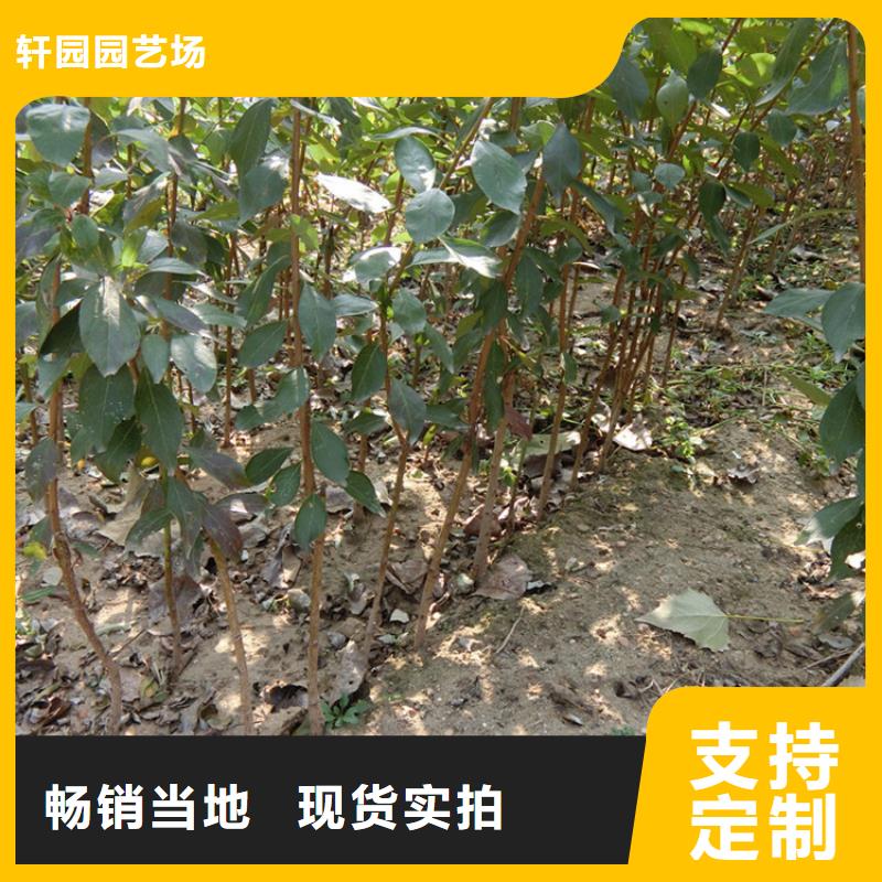 【李子】藍(lán)莓苗實力大廠家