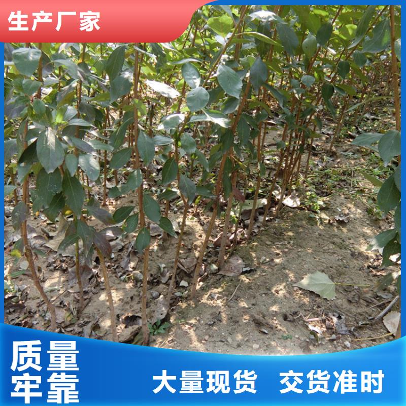 李子北美冬青專業(yè)生產(chǎn)制造廠