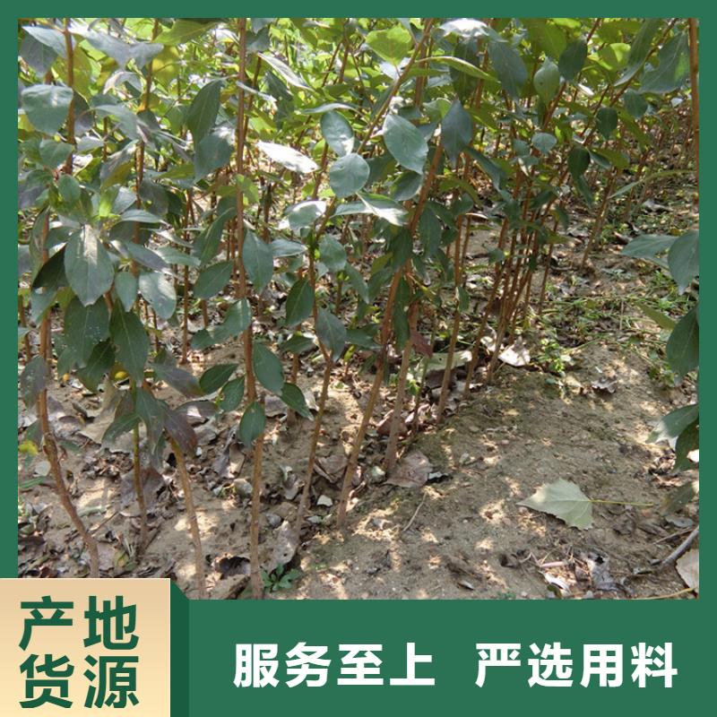 【李子】藍(lán)莓苗實力大廠家