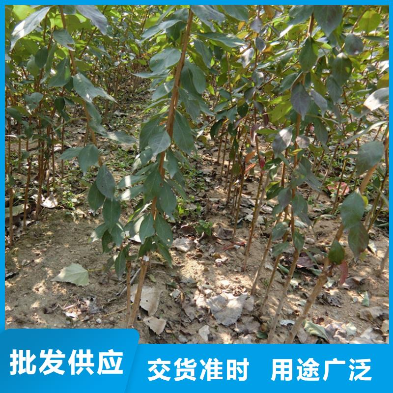李子_梨樹苗品質(zhì)做服務