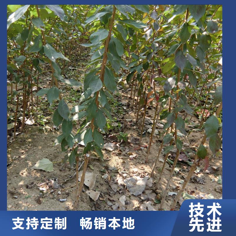 李子北美冬青專業(yè)生產(chǎn)制造廠